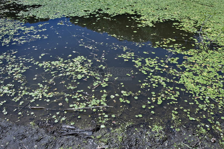 池塘植物荒野生态沼泽绿色百合叶子图片