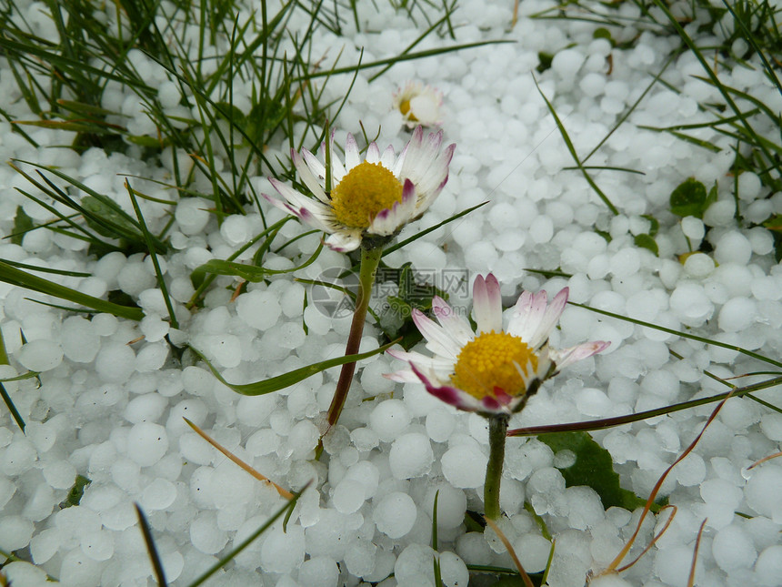 活生生的活体冰雹白色独奏季节植物冷冻图片