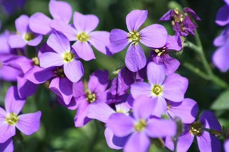 蓝色枕头(Aubrieta)高清图片