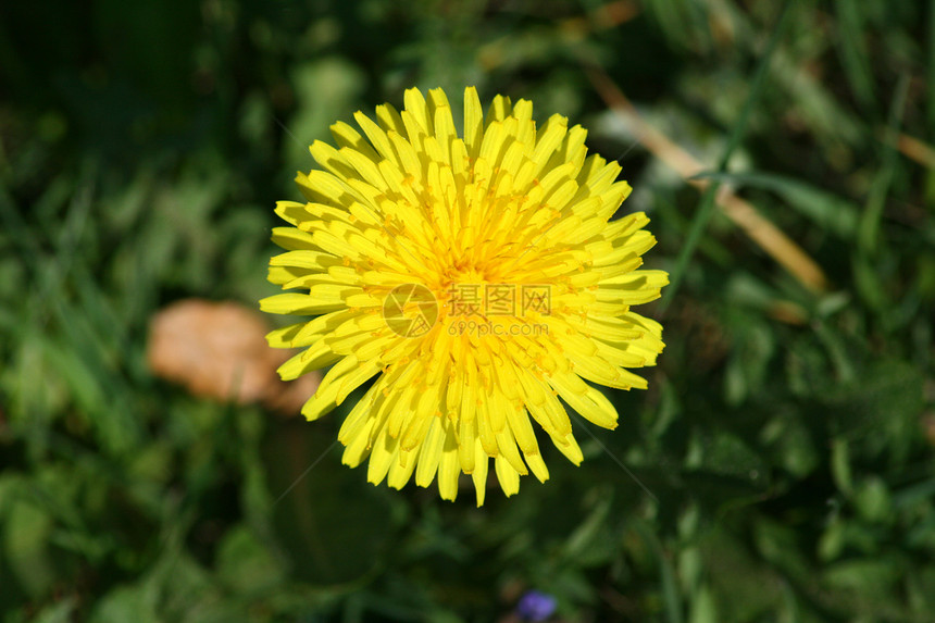 黄色花朵绿色草地植物图片