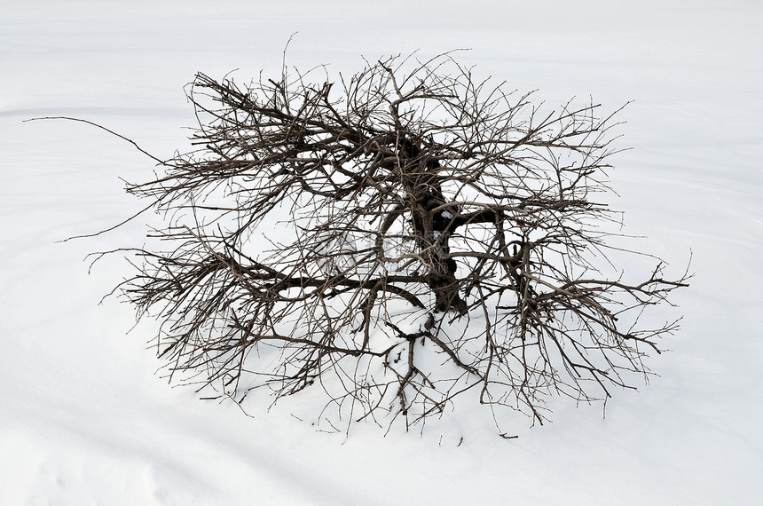 雪上冰冻的灌木丛图片