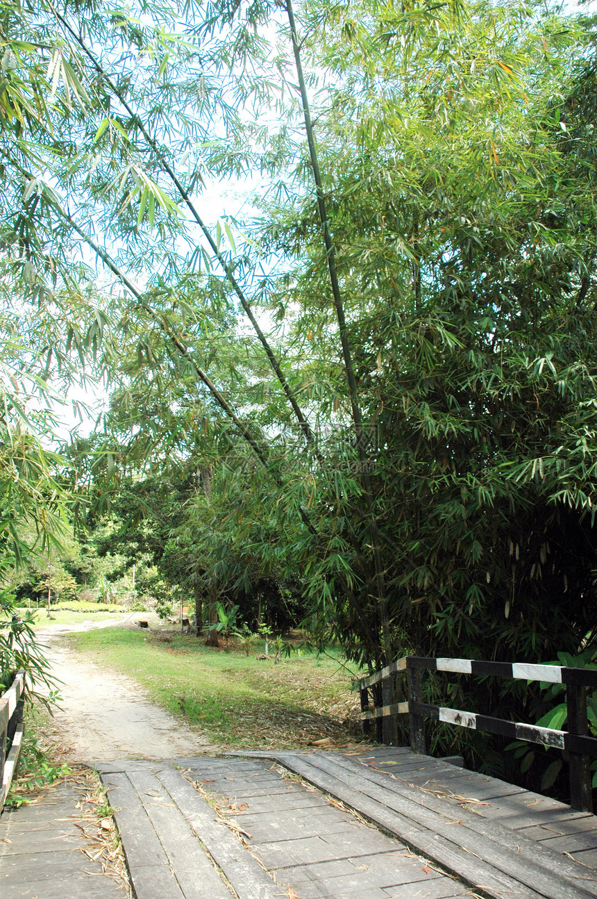 木桥和竹林的景象自然小路人行道运输踪迹热带丛林季节天空环境图片