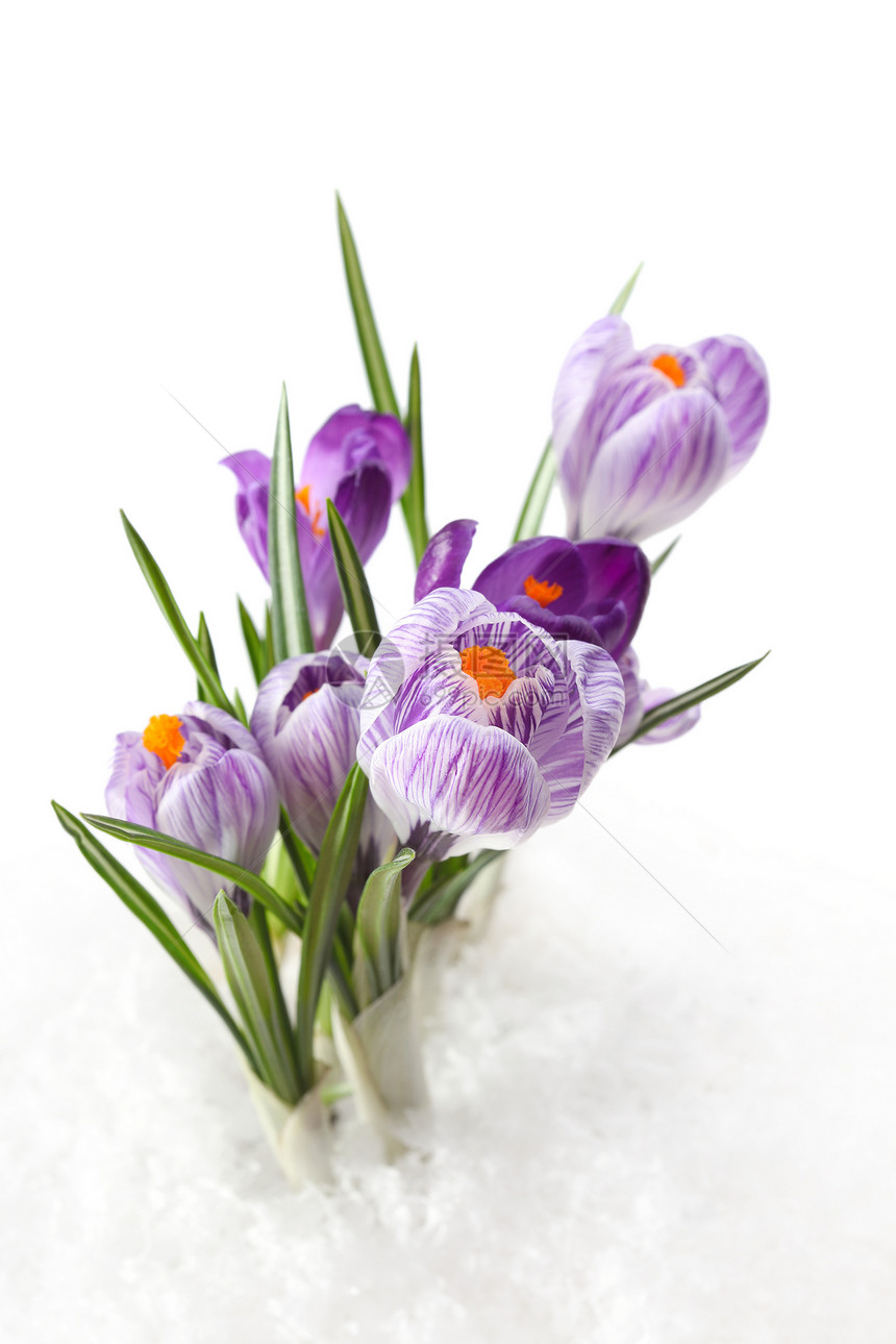 雪中的春花红花白色叶子卡片花束植物紫丁香花瓣图片