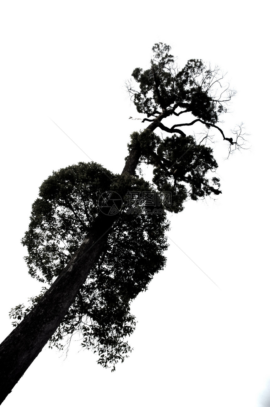 树的长长季节树干花园悲伤木头孤独插图叶子森林天气图片