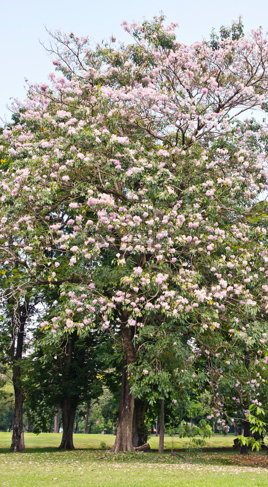 粉粉喇号树公园玫瑰色背景植物群蔷薇园艺喇叭花园粉红色红花图片