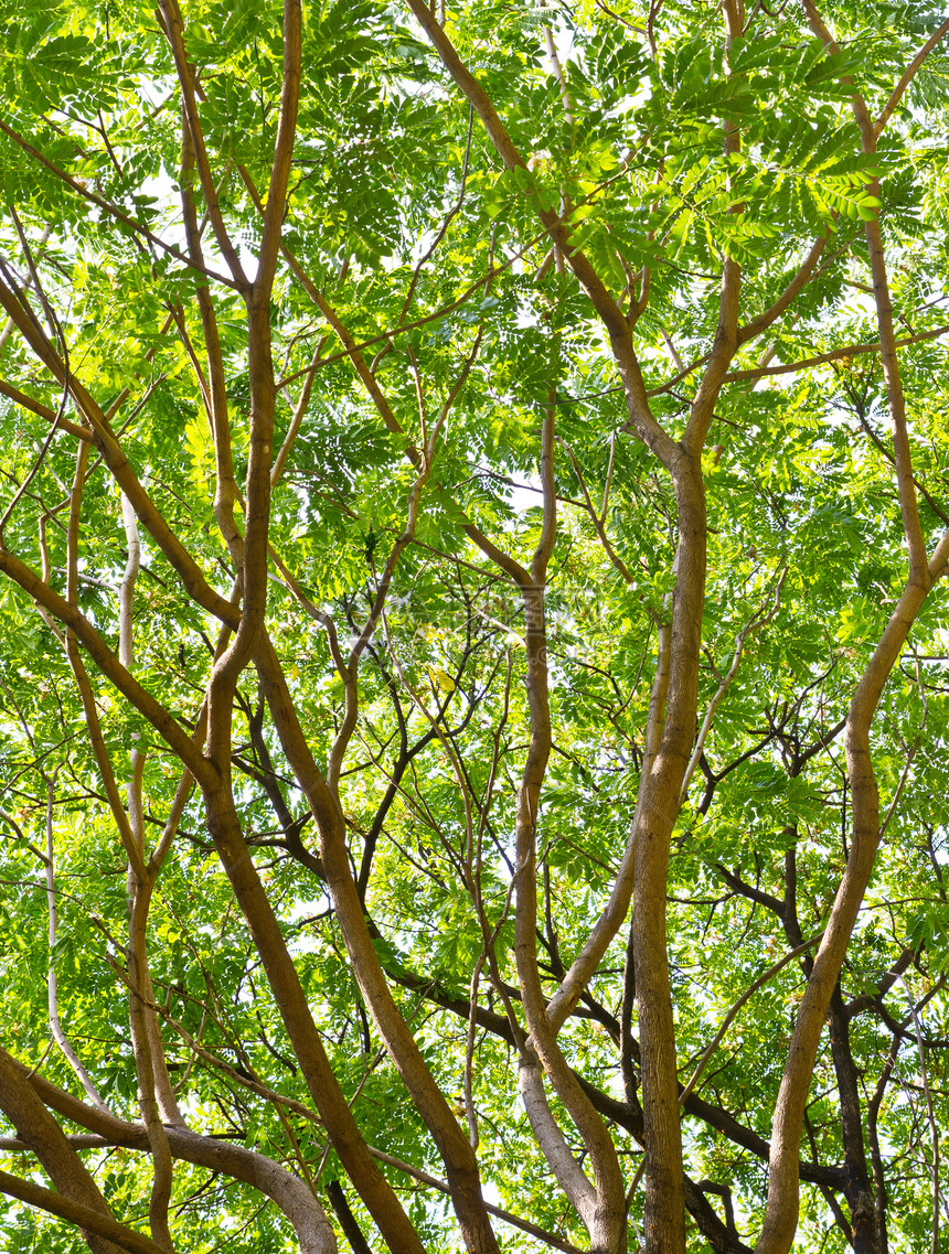 性质背景绿色植物黄色雨树树叶森林生活木头天空插图图片
