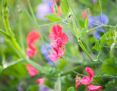 甜豆植物绿色植物群叶子粉色蓝色蔬菜登山者花园高清图片