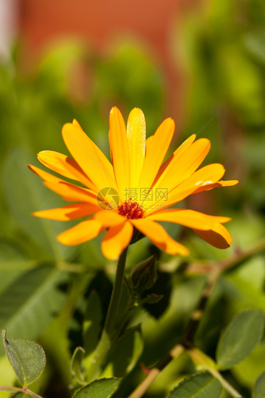 分子花花草本植物花坛绿色植物学阳光黄色橙子植物图片