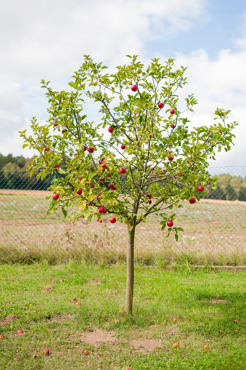 苹果树分支机构园艺红色画板收成生长公园果园季节水果图片