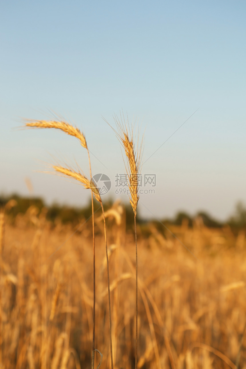 谷谷植物乡村粮食日落食物种子草地农场收成黄色金子图片