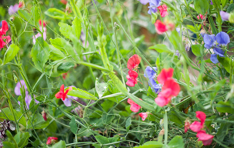 甜豆蔬菜绿色花园蓝色攀缘登山者植物叶子植物群粉色高清图片