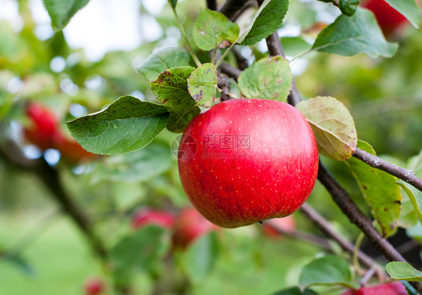 红苹果植物收成农业园艺花园生长食物季节水果果园图片