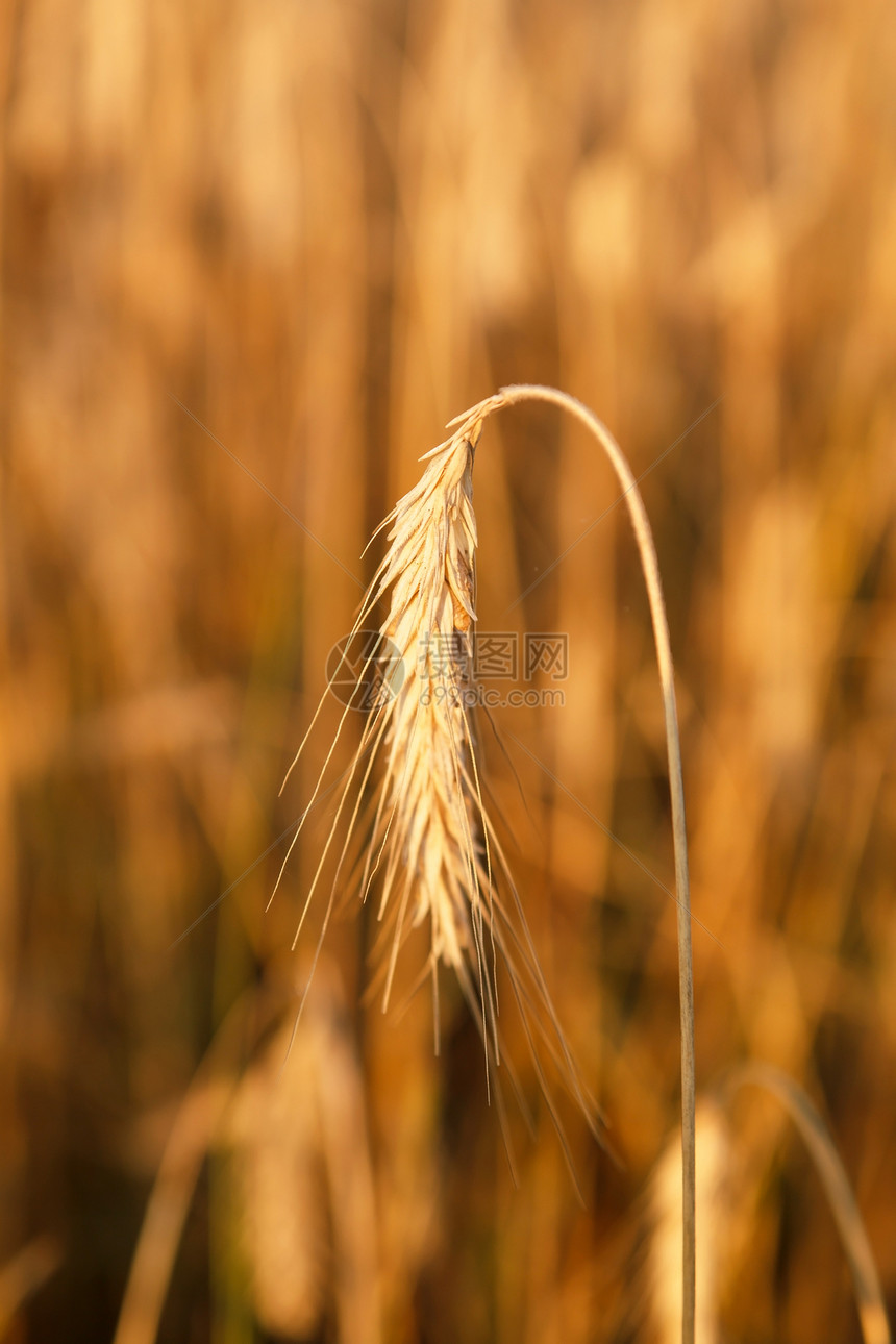 谷谷植物食物稻草种子农场黄色场地季节农业乡村收成图片