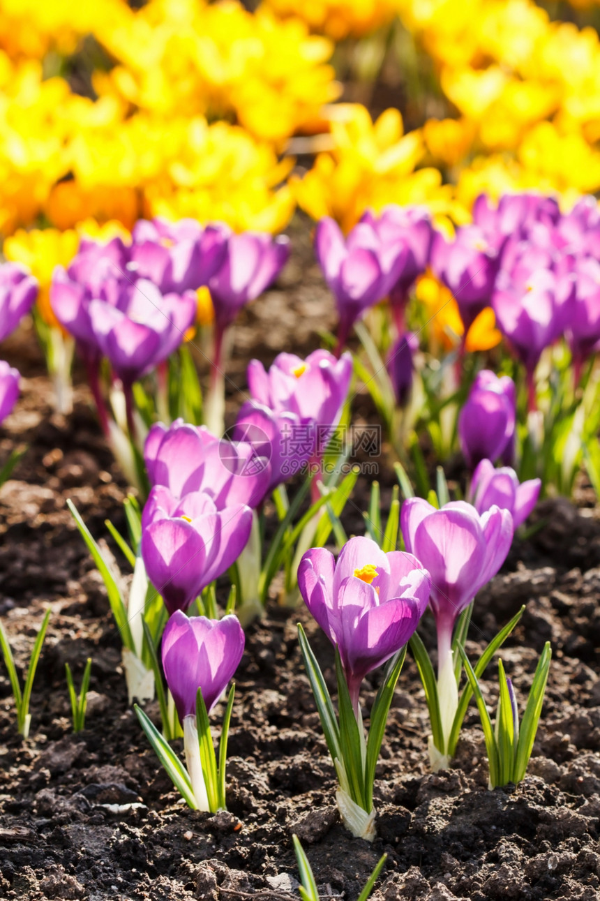 春花黄色园艺紫色花瓣红花植物季节花园图片