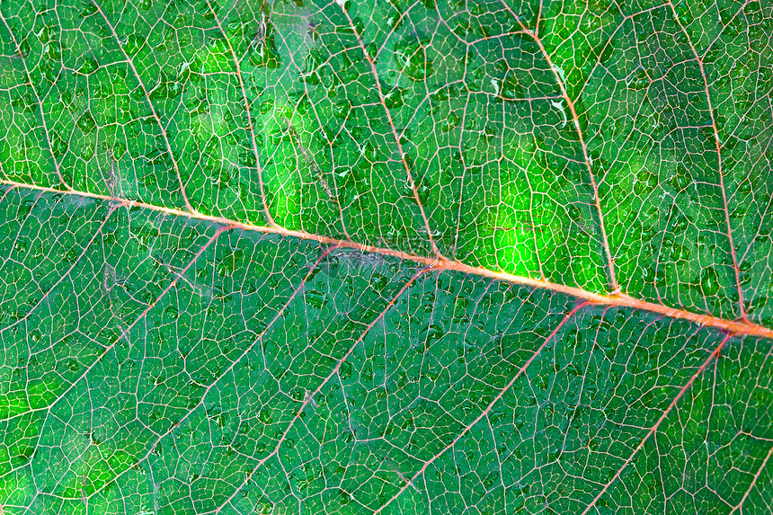 绿叶与水滴密闭绿色植物植物学框架生态植物树叶生活飞沫雨滴液体图片