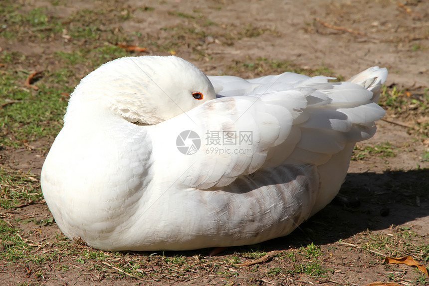 一只睡在太阳里的鹅图片