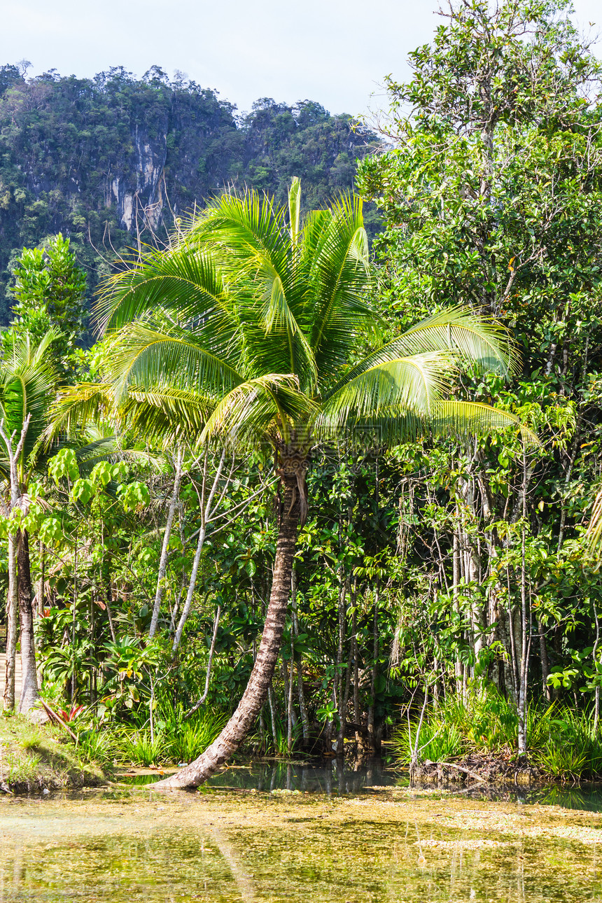 泰国岛屿的自然性质 特棕榈分支机构热带树叶自然景观风景植物学天堂叶子热带雨林图片