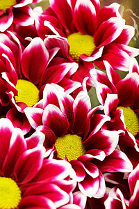 红色小菊花菊花作为背景画幅粉色植物花园植物学妈妈们生长民众园艺环境背景