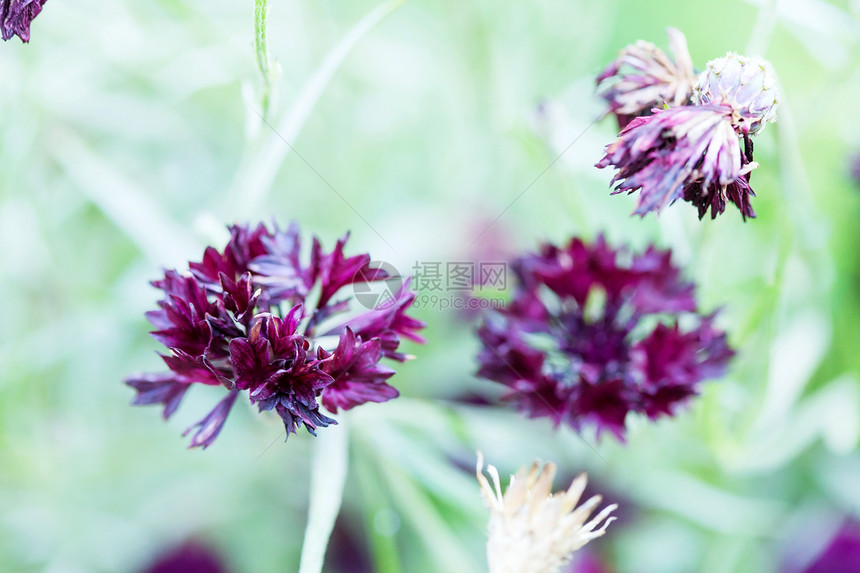 黑花花园尘土花瓣花粉园艺宏观场地绿色植物生态图片