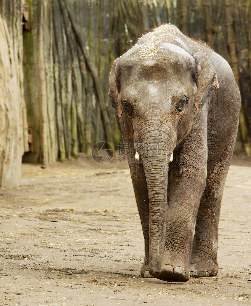 成人大象哺乳动物食草男性吸引力旅行耳朵身体野生动物游戏环境图片