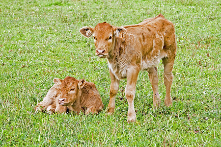 春天在草原上出生的幼崽农田乡村哺乳动物场地新生儿牧场草地奶牛小牛动物背景图片