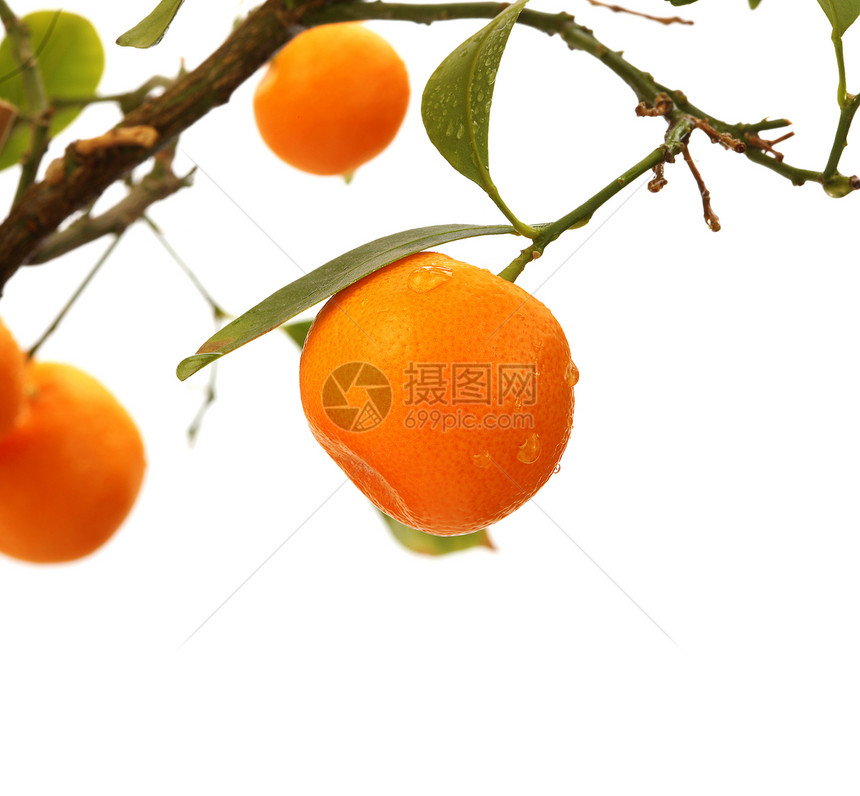 橙树枝生态水果生长收成绿色柑桔橙子叶子植物图片