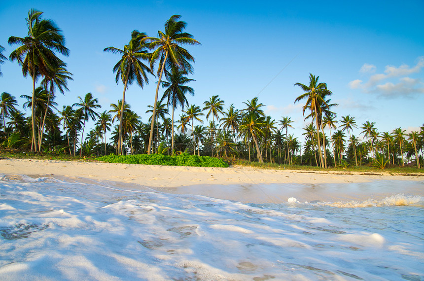 热带海洋椰子棕榈阳光风景海景场景蓝色海岸线波纹旅行图片