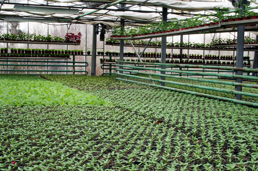 种植园房商业生长绿色园艺文化栽培生产温室叶子植物图片
