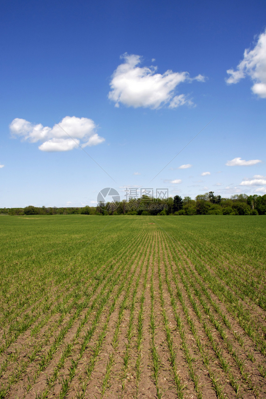 玉米种子土地农场风景麦田蓝色天空植物生长农村季节图片