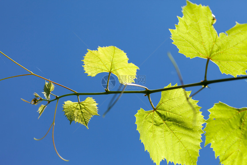 葡萄叶背光天空绿色光束植物叶子辉光太阳蓝色图片