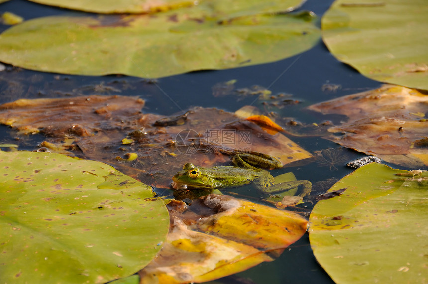 水中的青蛙绿色蟾蜍叶子环境百合动物植物两栖眼睛树叶图片
