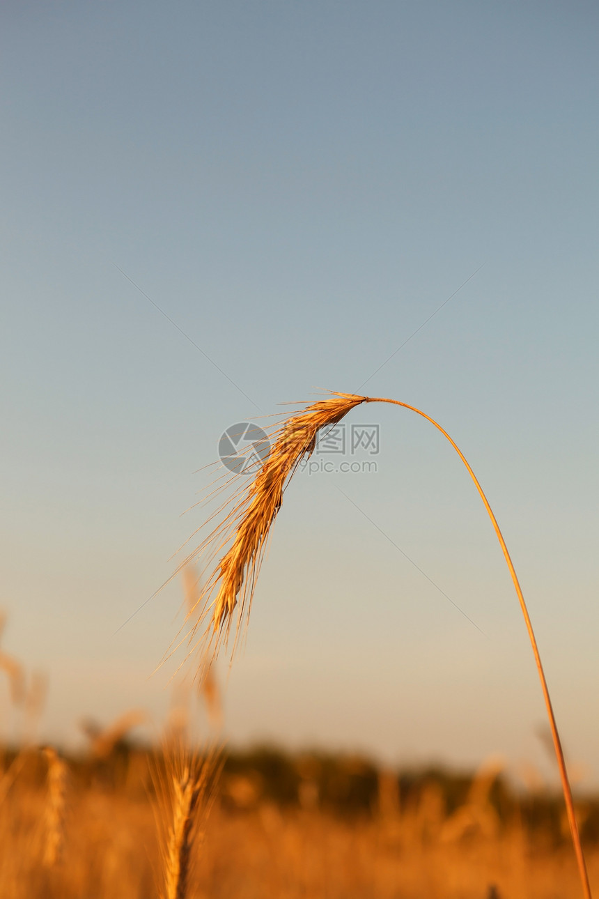 谷谷植物收成农场种子季节粮食日落黄色食物稻草农村图片