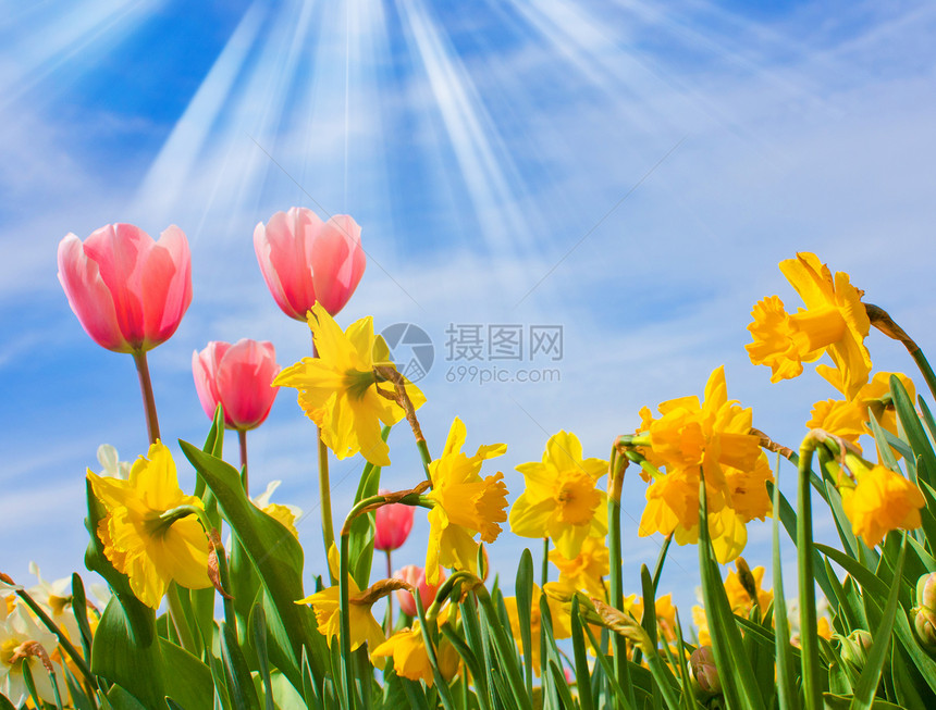 郁金香和自闭症植物群花朵明信片生长花束水仙太阳蓝色花店场地图片