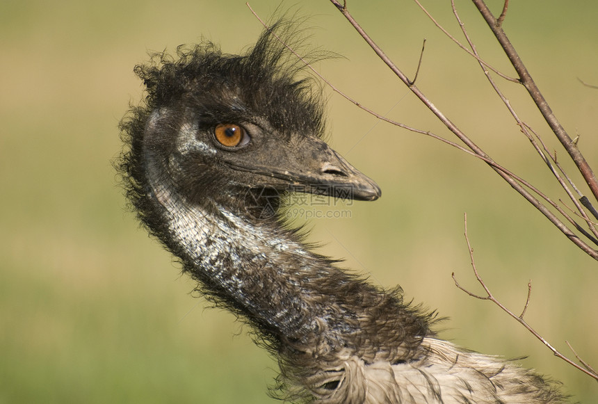 Emu 特写图片