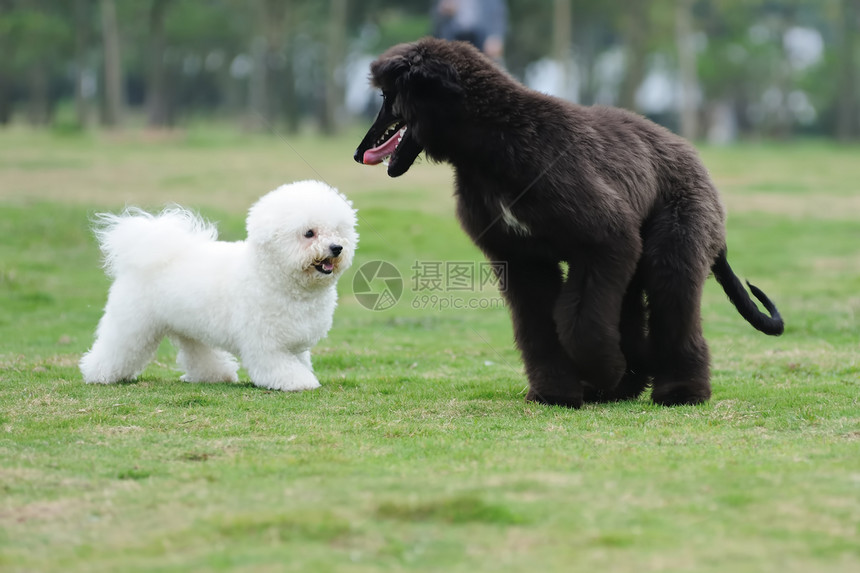 两只狗在玩夫妻黑色小狗团队团体动物白色朋友友谊公园图片