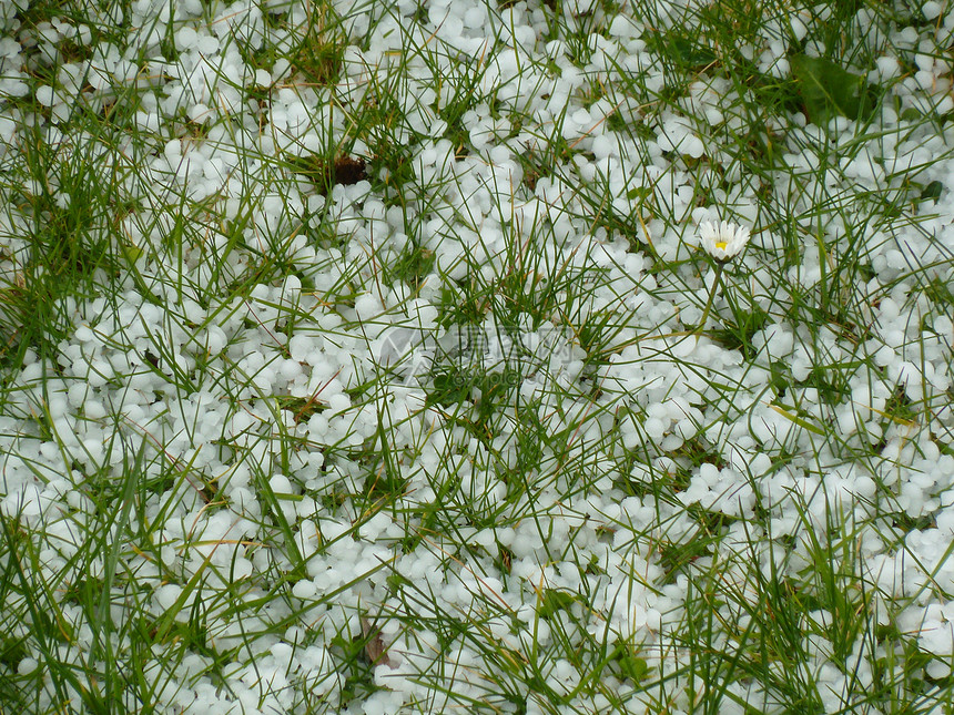 单花白色独奏冷冻冰雹植物季节图片