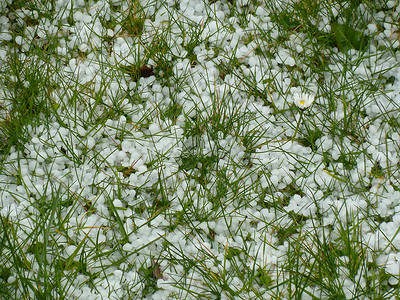 单花白色独奏冷冻冰雹植物季节背景图片