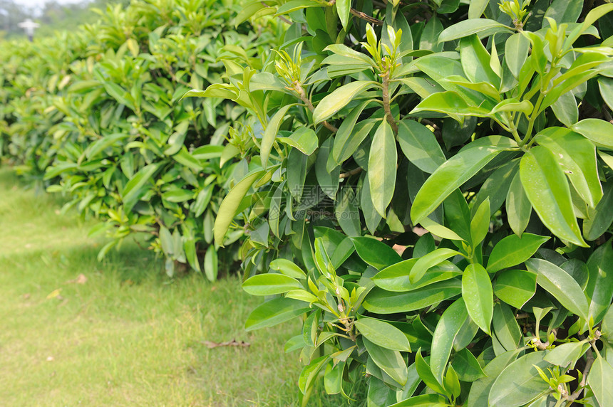 绿茶树植物叶子种植园团体树叶花园农业绿色培育图片