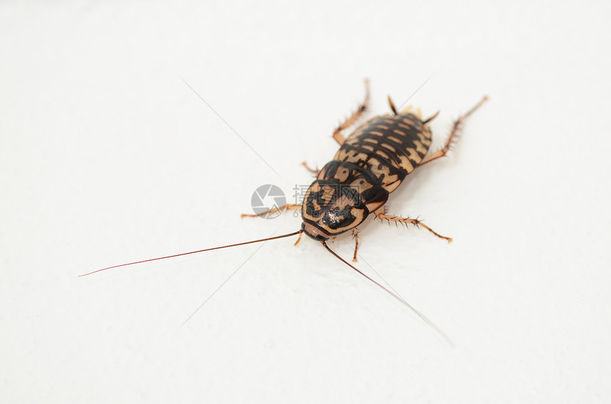 蟑螂昆虫天线背景白色动物害虫图片