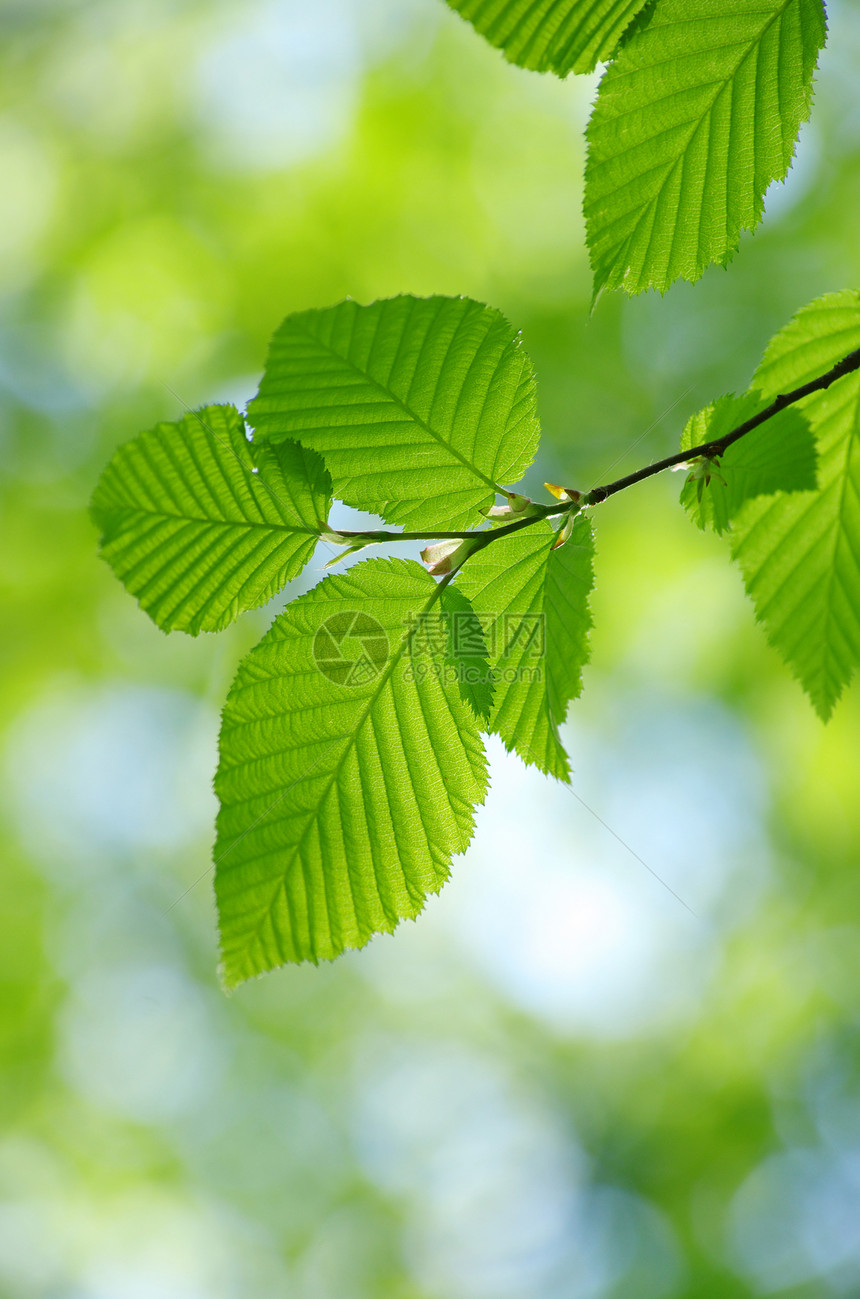 绿叶树木森林植物叶子绿色生长宏观环境树叶图片