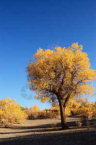 黄叶树生态衰变倒台蓝色叶子树叶树木天空旅行木头背景图片