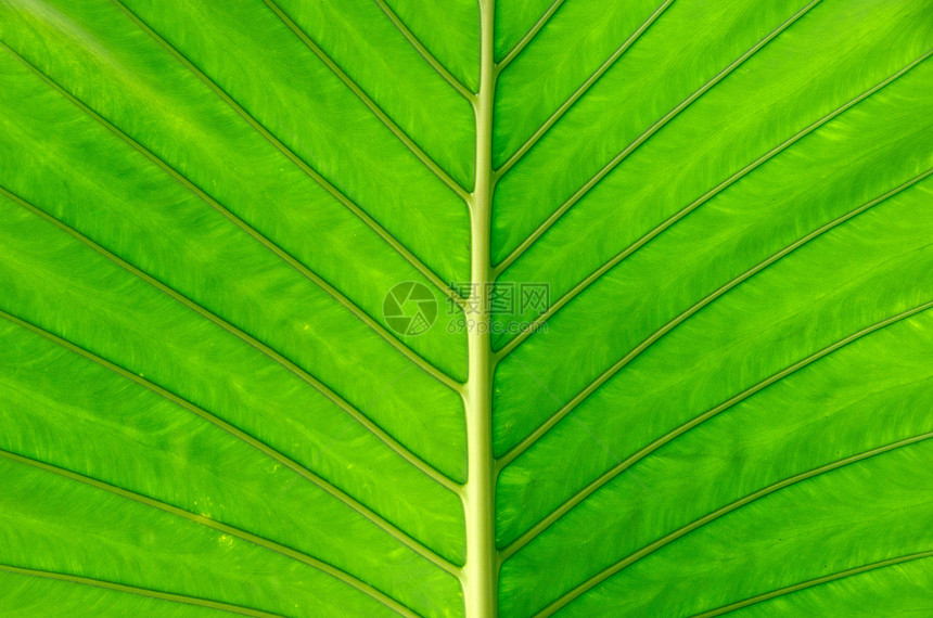 叶子环境绿色脉络线条生活光合作用生长生态植物群植物图片