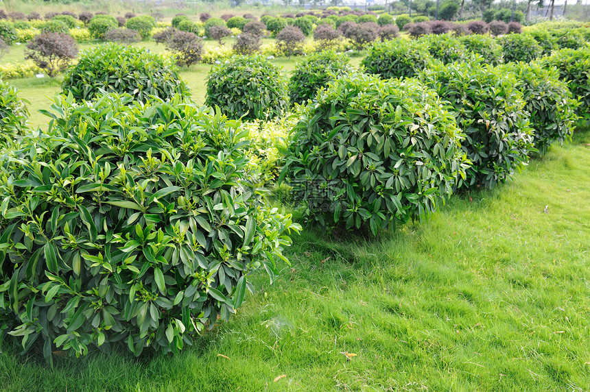 绿茶树树叶绿色团体种植园植物花园叶子农业场地培育图片