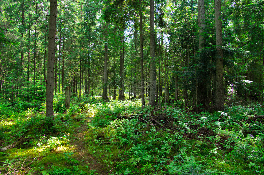 森林植物辐射树木风景绿色宗教空地林地阳光荒野图片