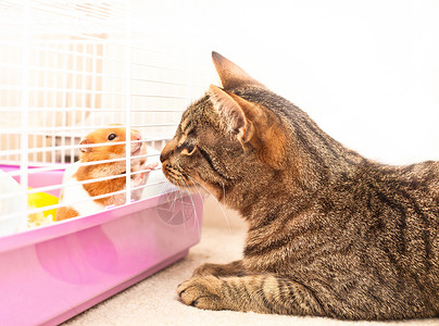 胖猫和仓鼠猫和仓鼠动物猫科动物保护捕食者耳朵宠物互动朋友勇气外套背景