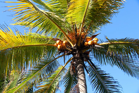 椰子棕榈叶子天空蓝色绿色树叶背景图片