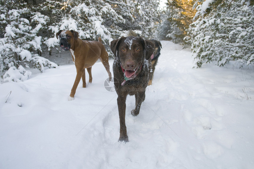 冬狗步行图片