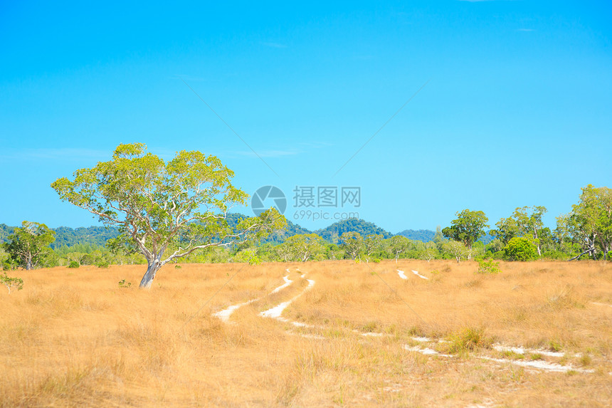 萨凡纳景观草原旅行森林平原植被衬套土地荒野天空蓝色图片