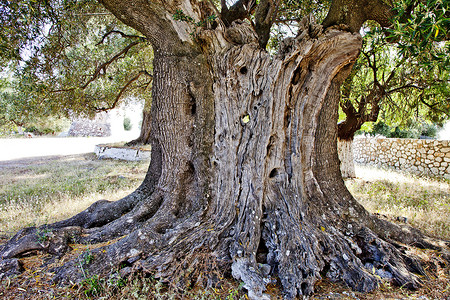 红树; 离子岛 基法罗岛 橄榄树高清图片