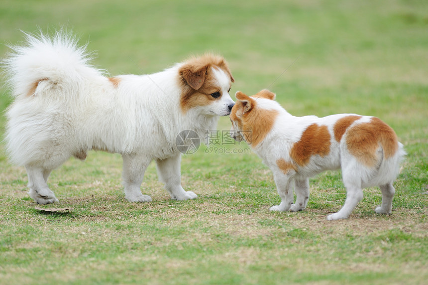 两只狗在玩朋友们公园小狗队友鼻子标准宠物团队团体友谊图片